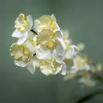 Nora * Ehrwald